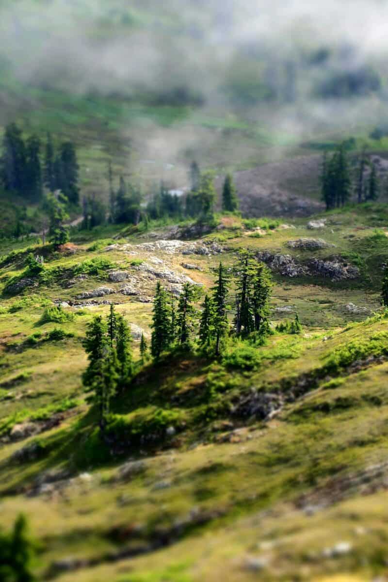 Washington forested mountains wildlife habitat