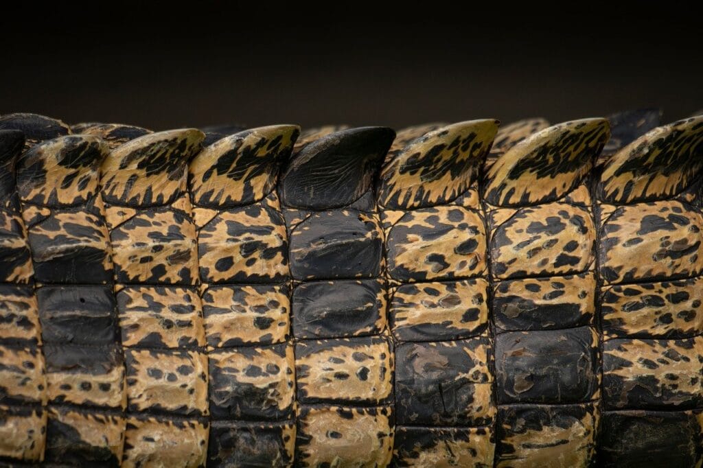 storme22k-crocodile-9846360_1280