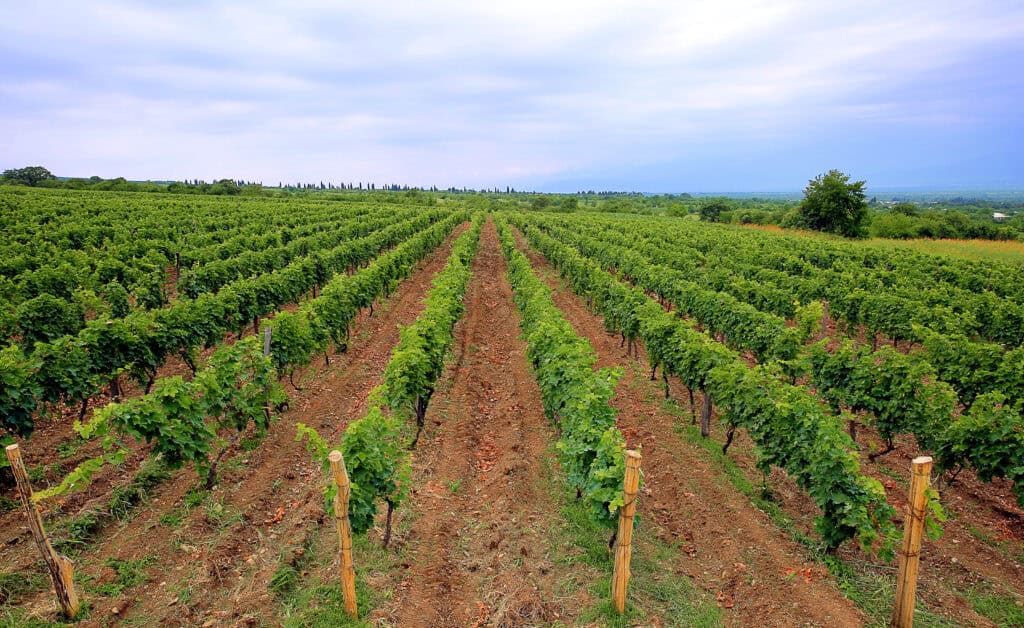 Georgia wine country Kakheti vineyards