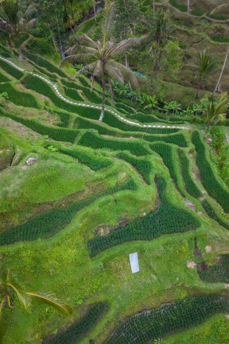 Aerial view of lush green terraced rice fields in Bali, Indonesia, showcasing natural beauty and agriculture.