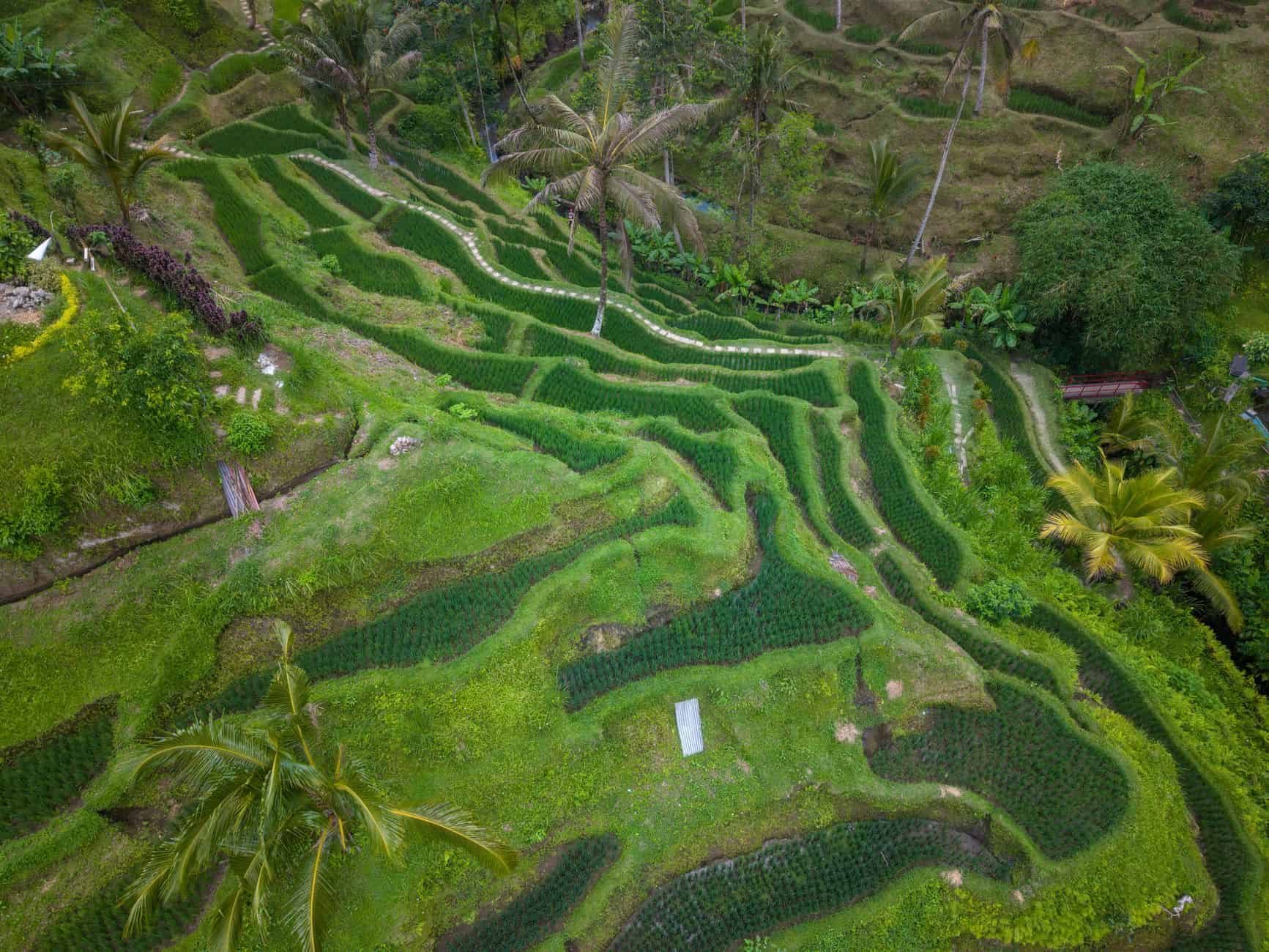 Aerial view of lush green terraced rice fields in Bali, Indonesia, showcasing natural beauty and agriculture.