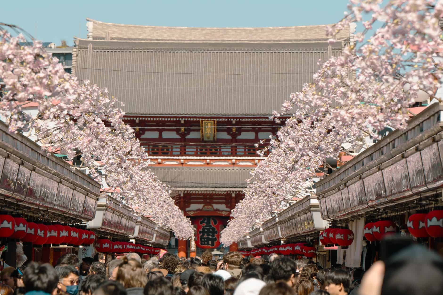 Japan cherry blossom crowded temple
