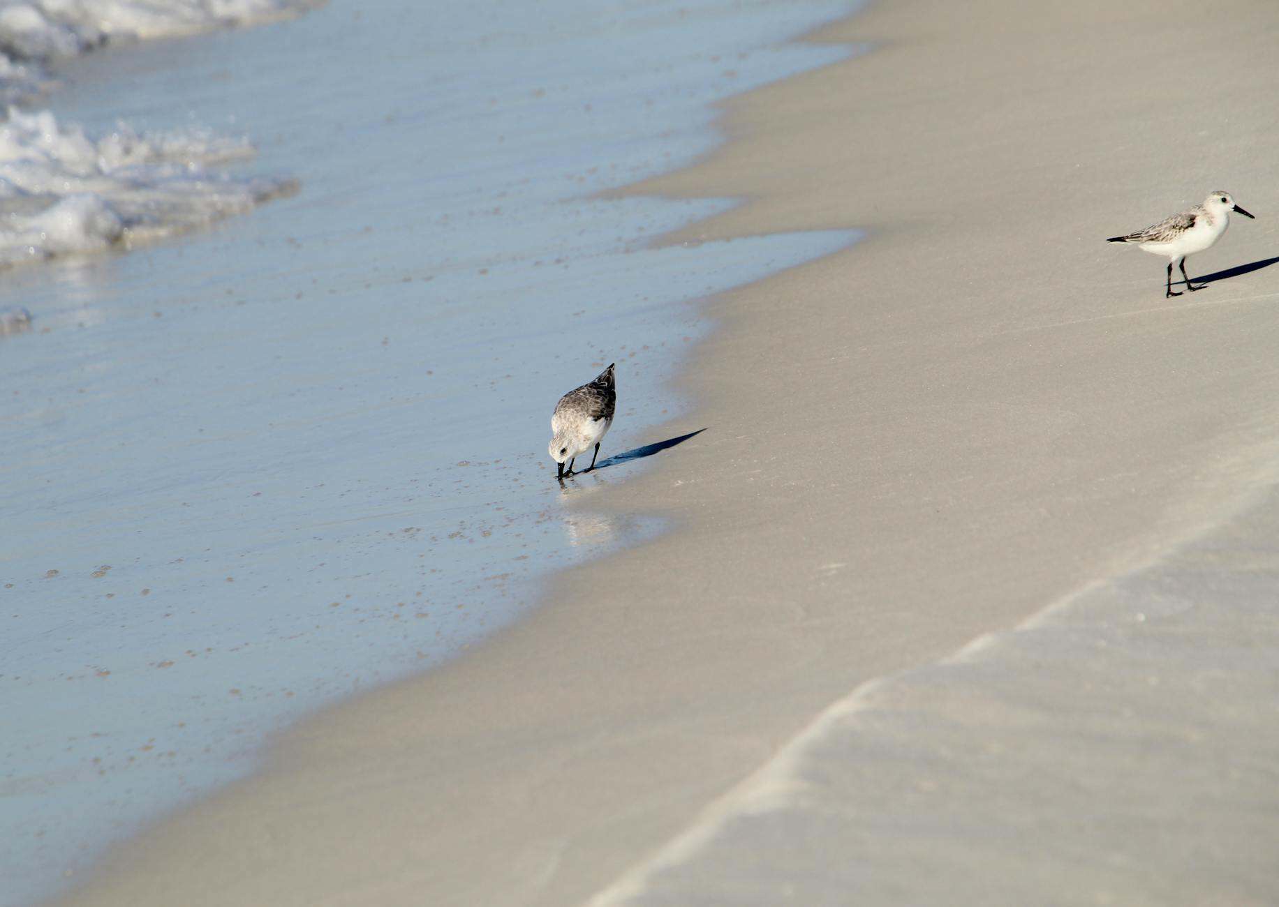Gulf Coast white sand