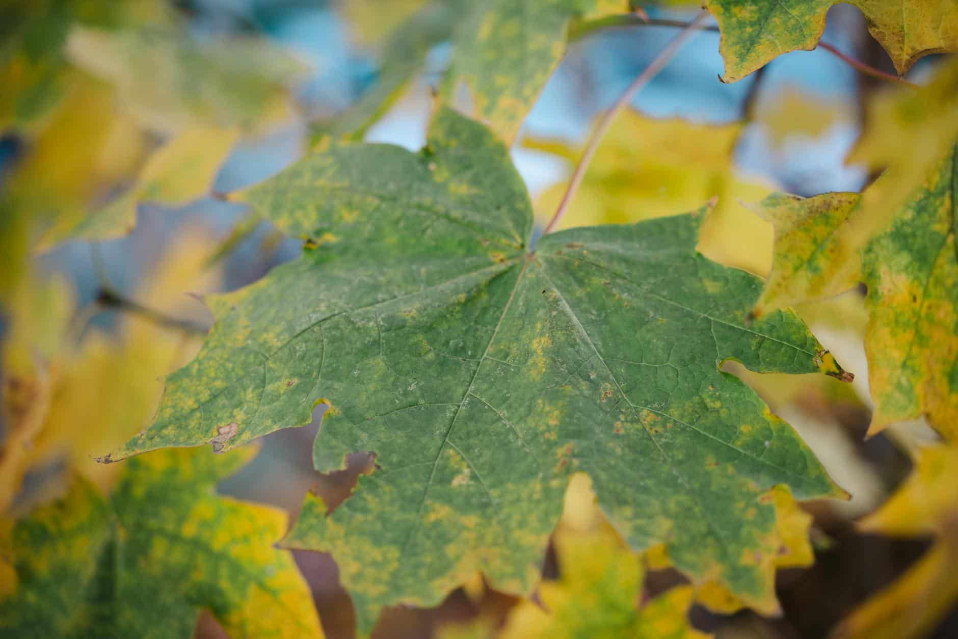 autumn foliage color change map
