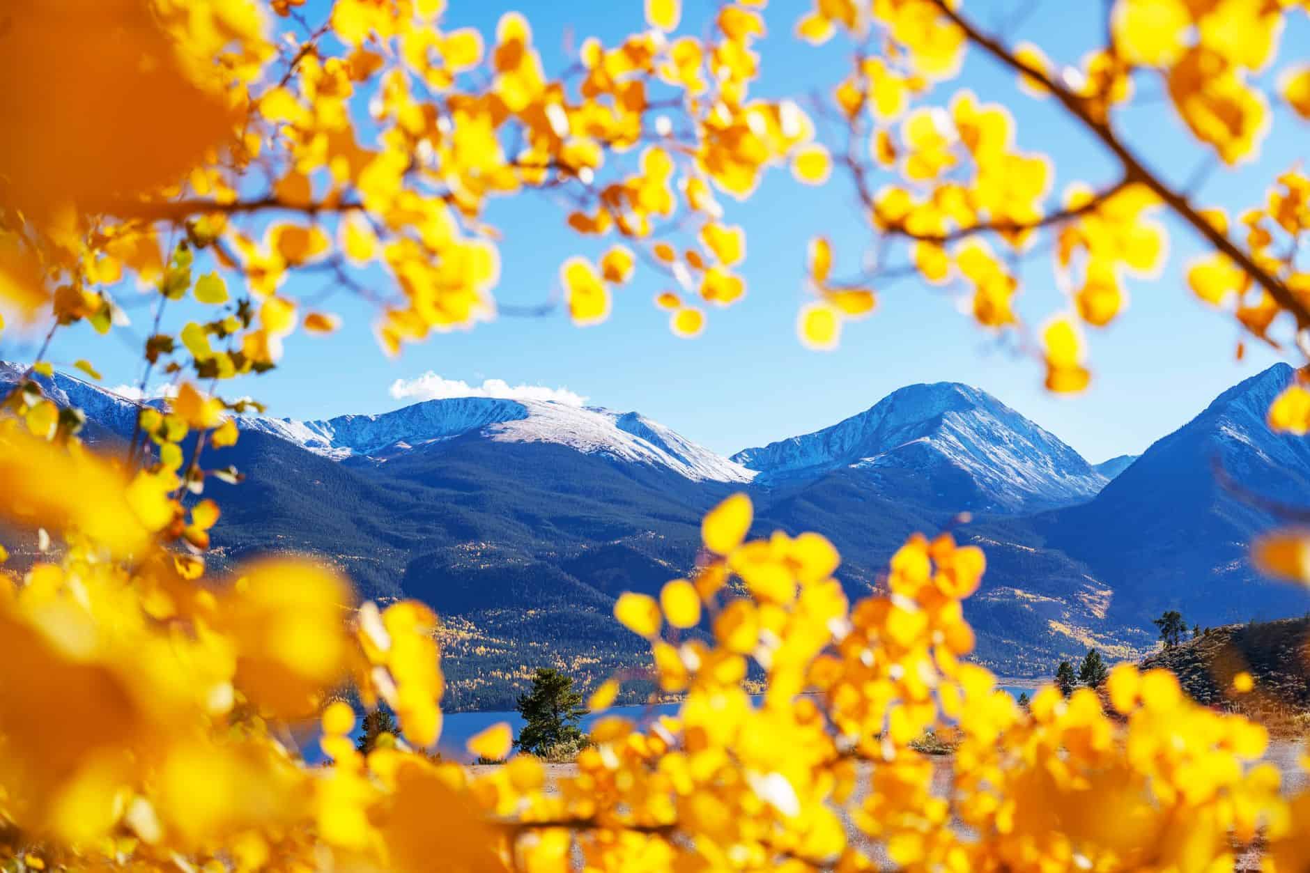 rocky mountain aspen fall gold