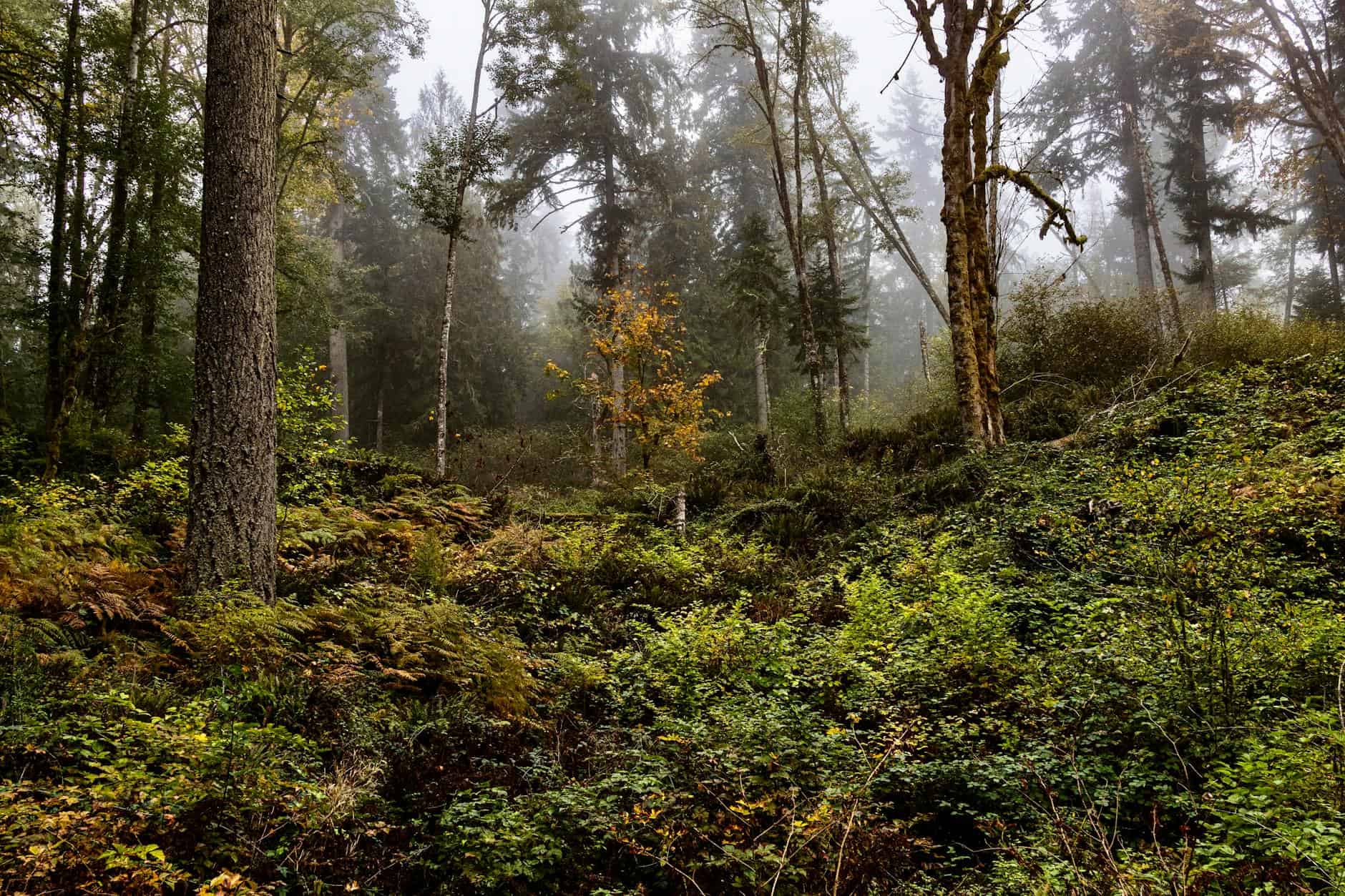 pacific northwest fall forest