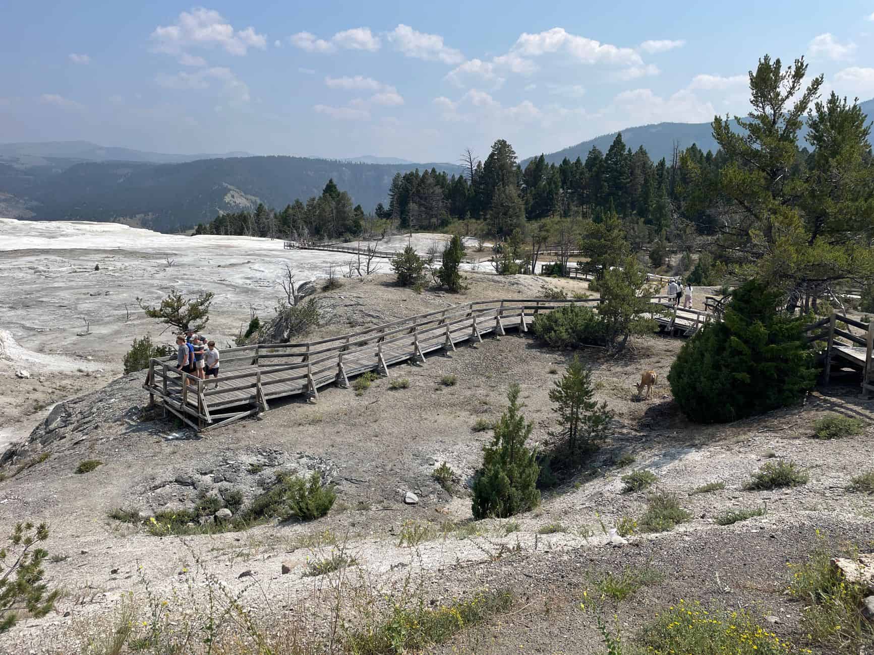 yellowstone visitor crowd