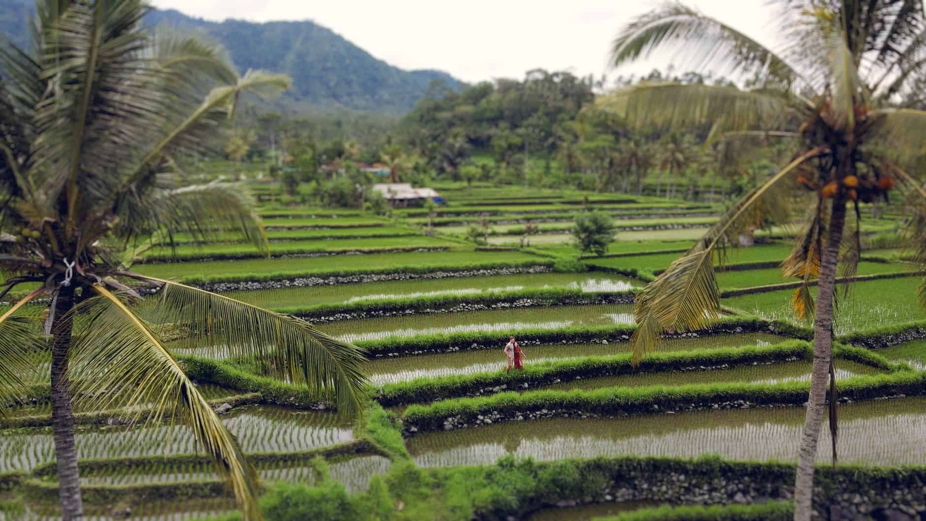 Bali rice terrace tourist