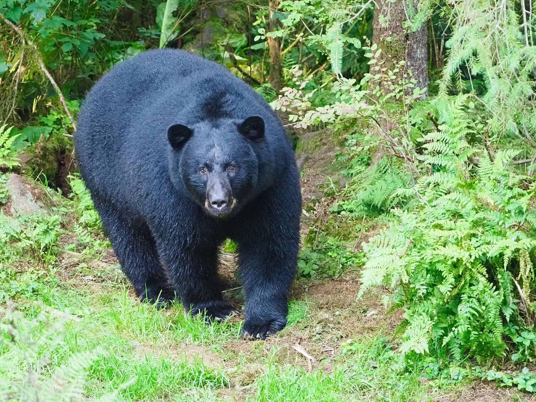 black bear wildlife forest