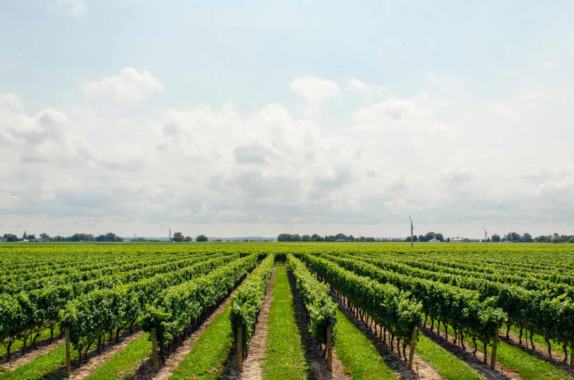 Traverse City Michigan wineries