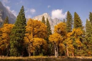Beautiful autumn trees with a mountain backdrop in Yosemite National Park.