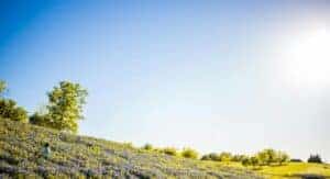 A child wanders through a beautiful hill covered in wildflowers under a bright summer sky.
