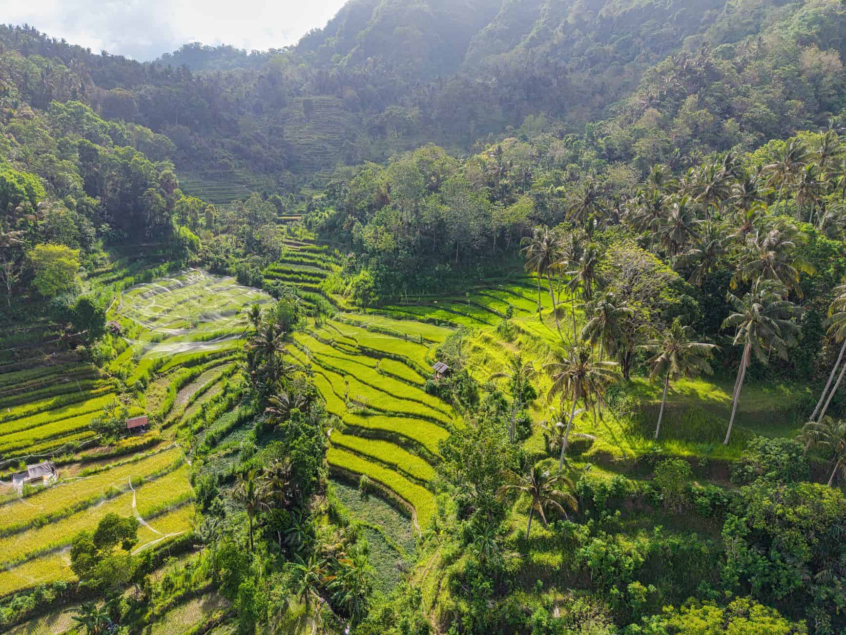 Bali rice terraces crowd