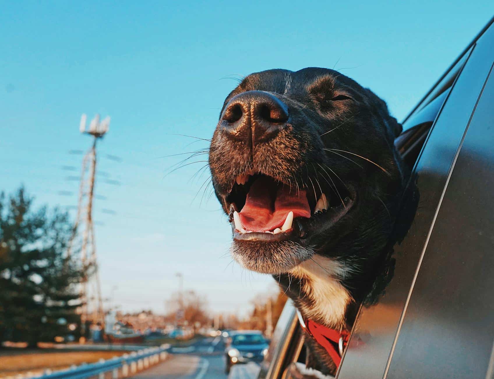 dog car travel happy