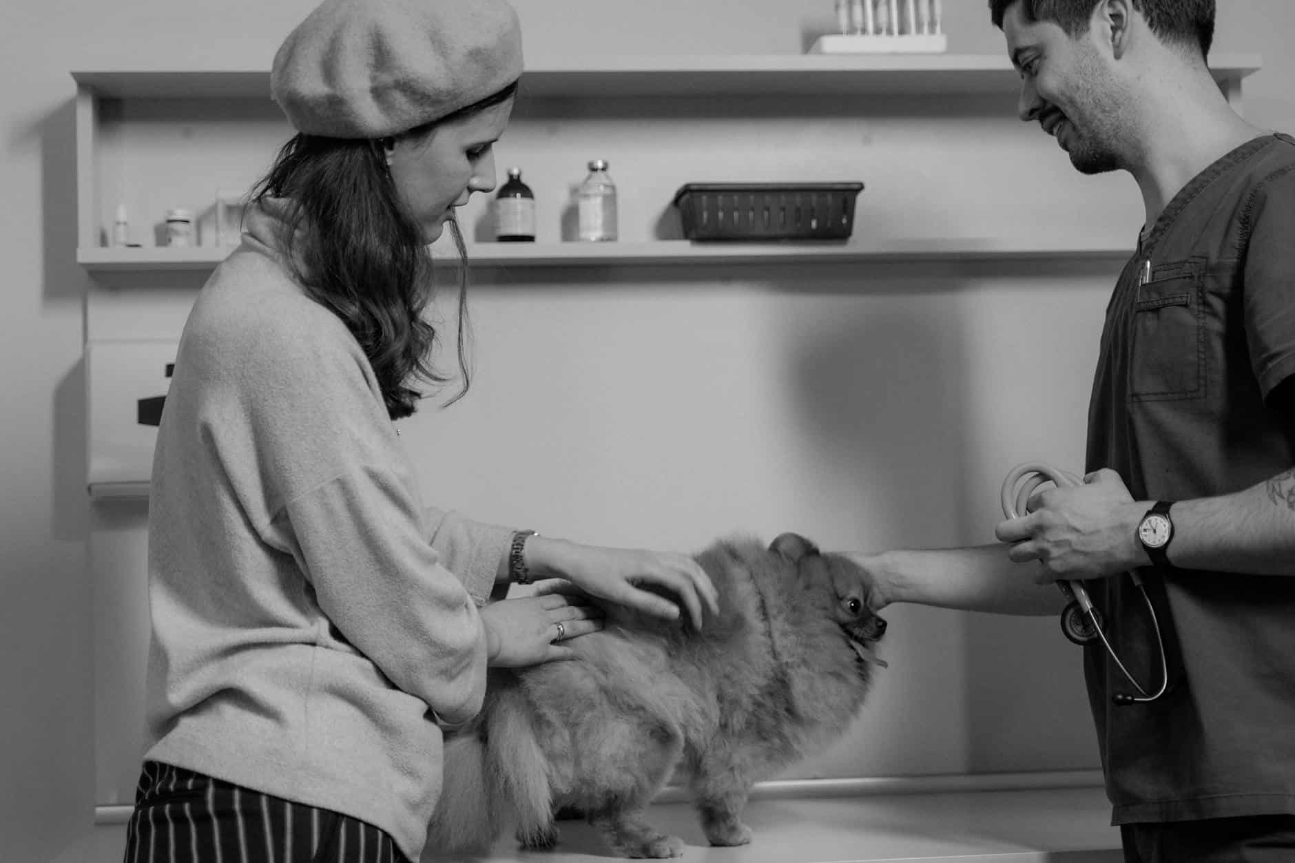 dog travel veterinarian cost