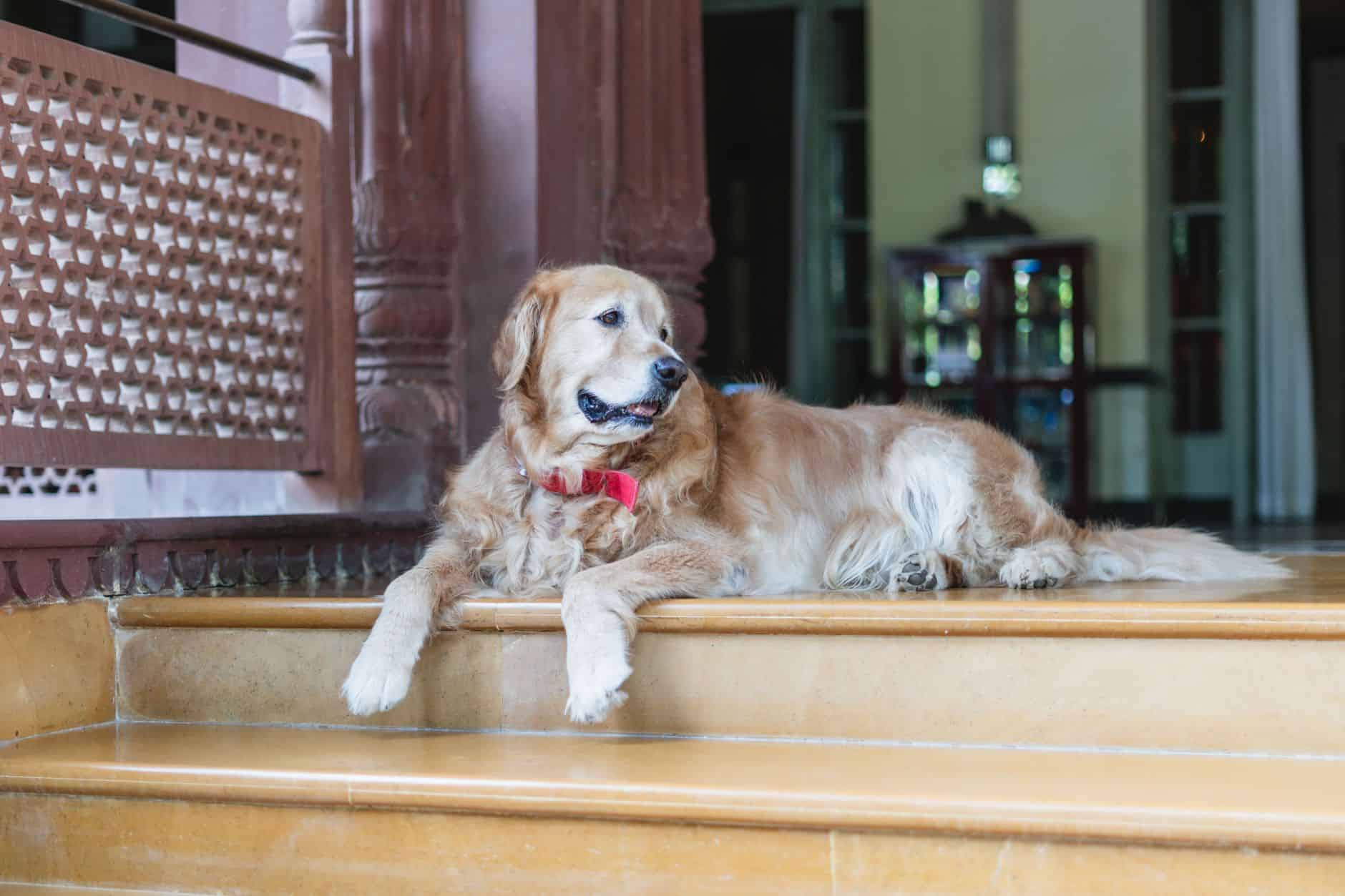 dog friendly hotel accommodation