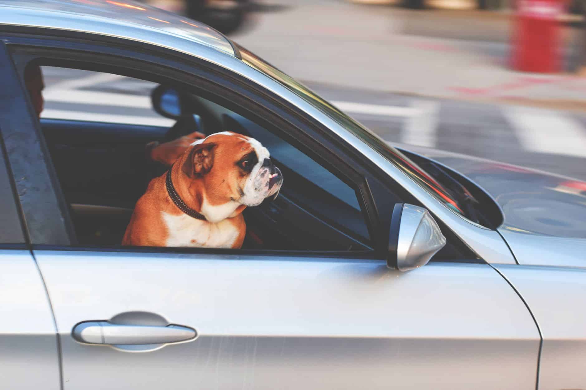 dog car window travel stress