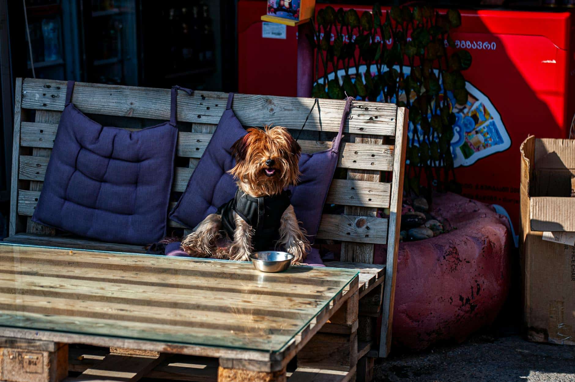 dog friendly europe outdoor cafe