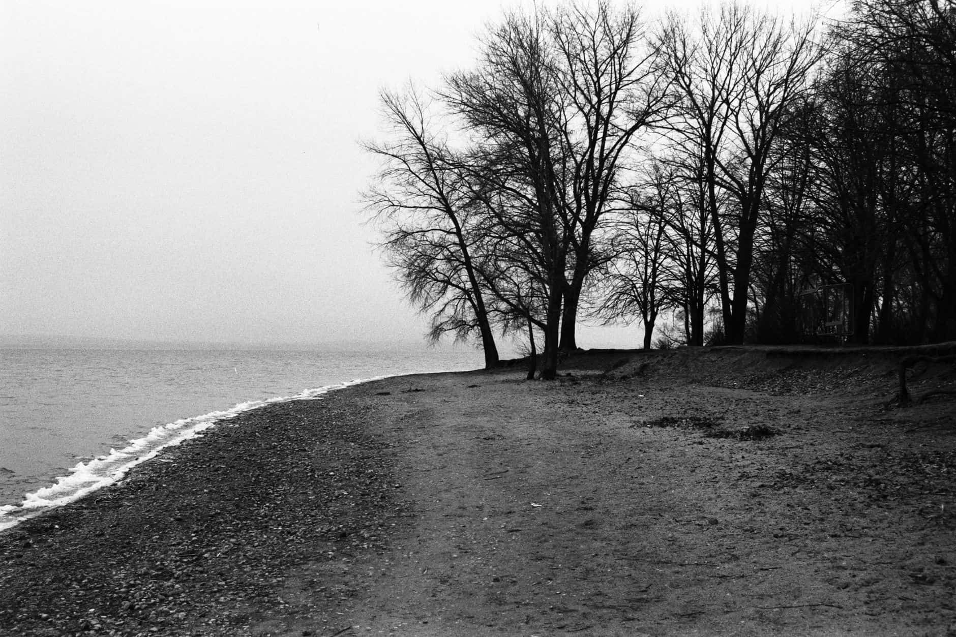 A serene black and white photograph of a winter beach with bare trees and a calm shoreline.