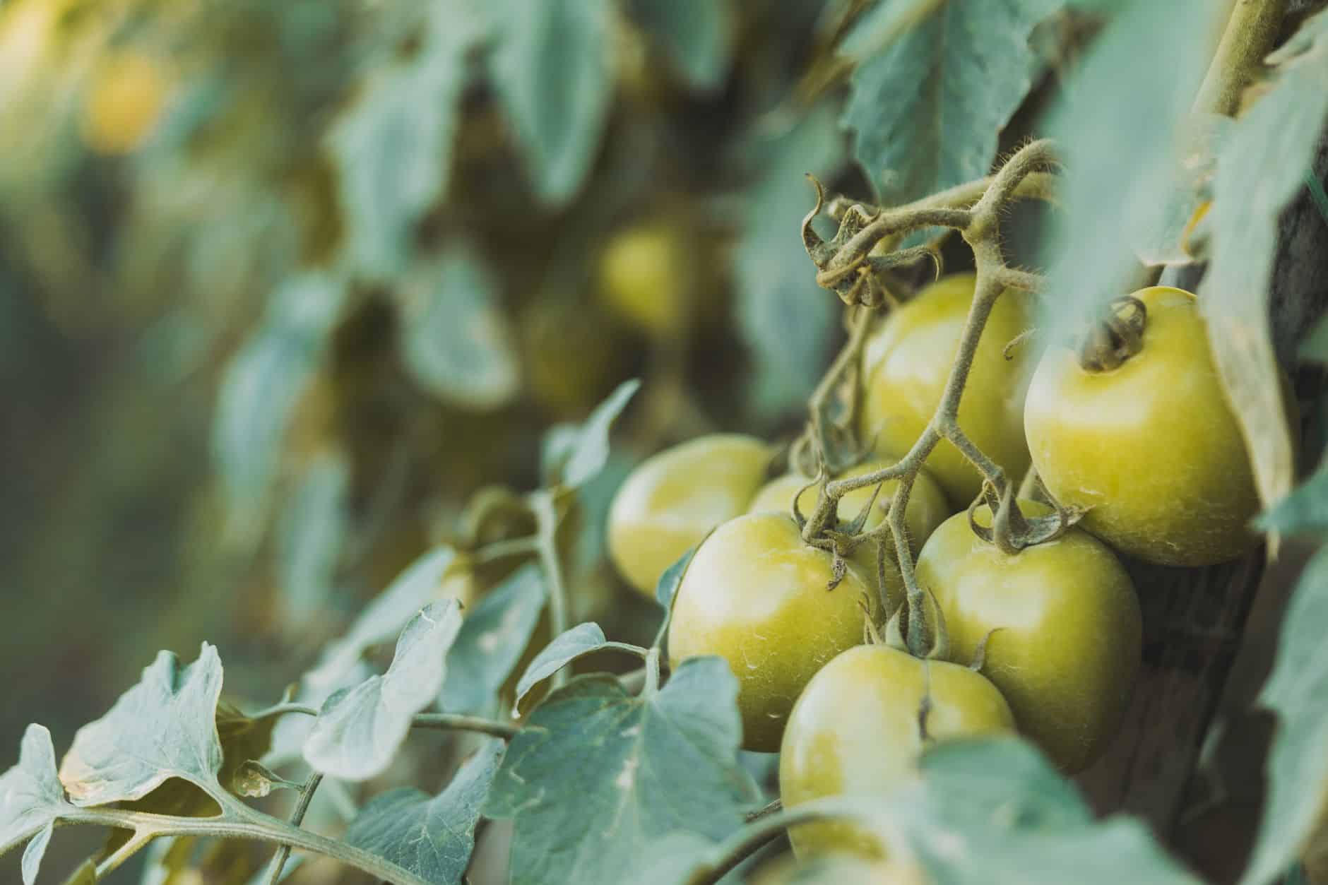 fresh tomatoes farm