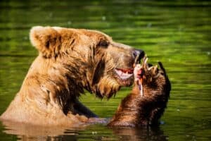 Kodiak brown bear along a salmon stream in Alaska