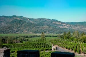 Rows of grapevines in Napa Valley California with mountains behind