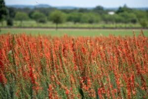 Vineyard rows near Fredericksburg Texas Hill Country