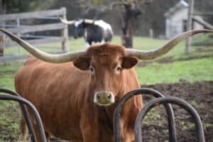 Ranch land and rolling hills in the Texas Hill Country