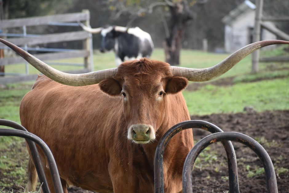 Ranch land and rolling hills in the Texas Hill Country