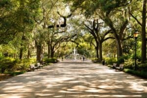 Savannah oak trees draped in Spanish moss over a street