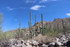 Tucson Arizona saguaro cactus hiking trail