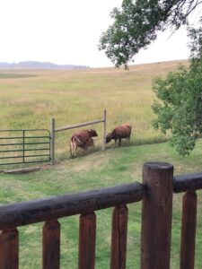Wyoming cattle ranch with mountains in background