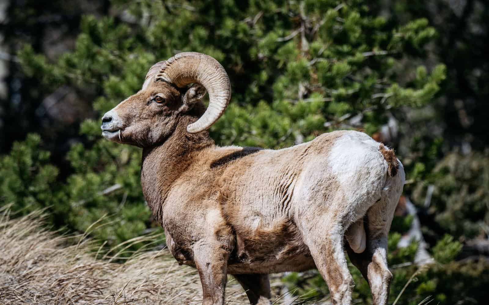 A bighorn sheep standing proudly in a forest setting, showcasing its impressive horns.