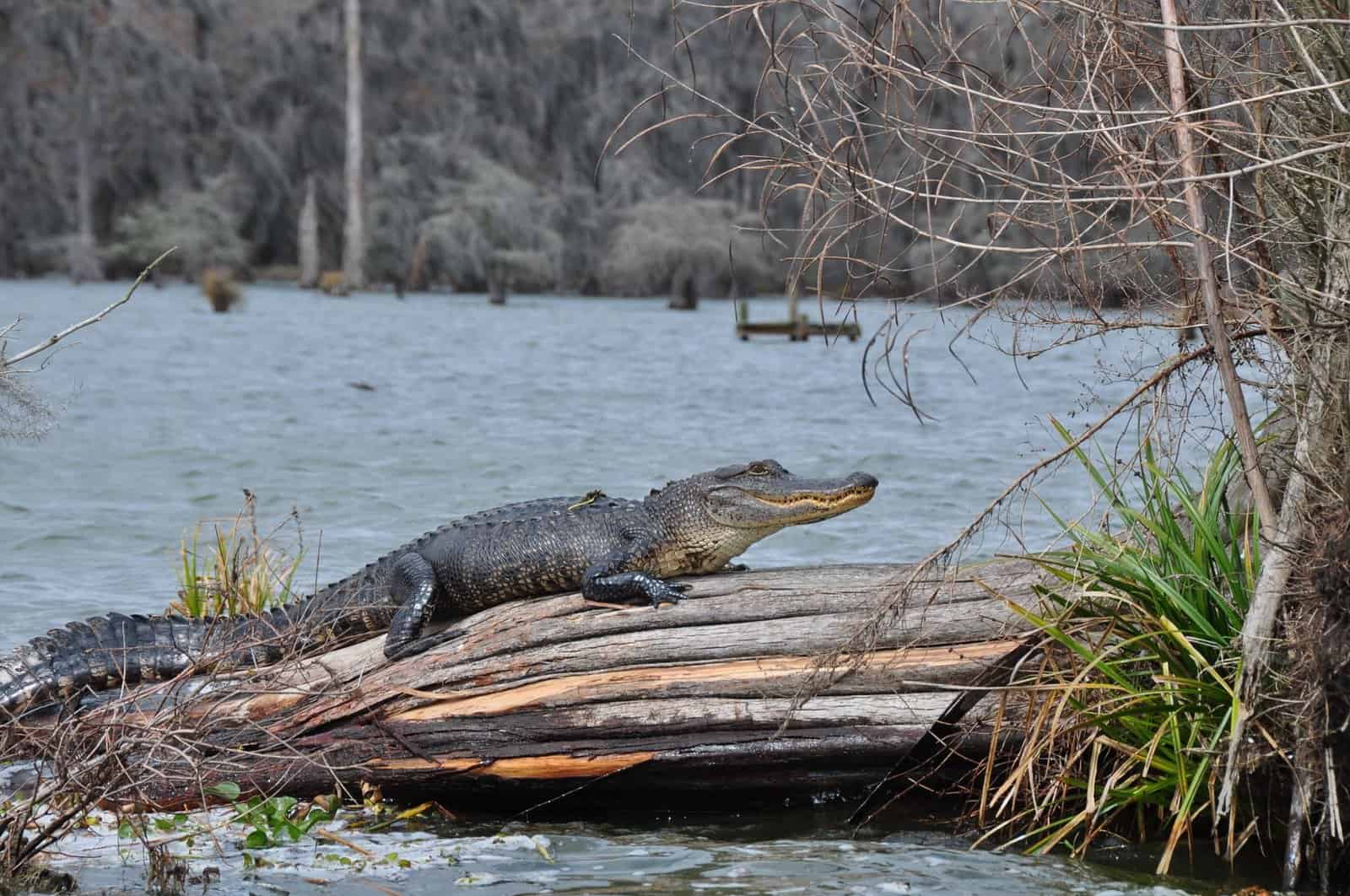 An American alligator lounges on a log in a serene Louisiana swamp, showcasing wildlife in its natural habitat.