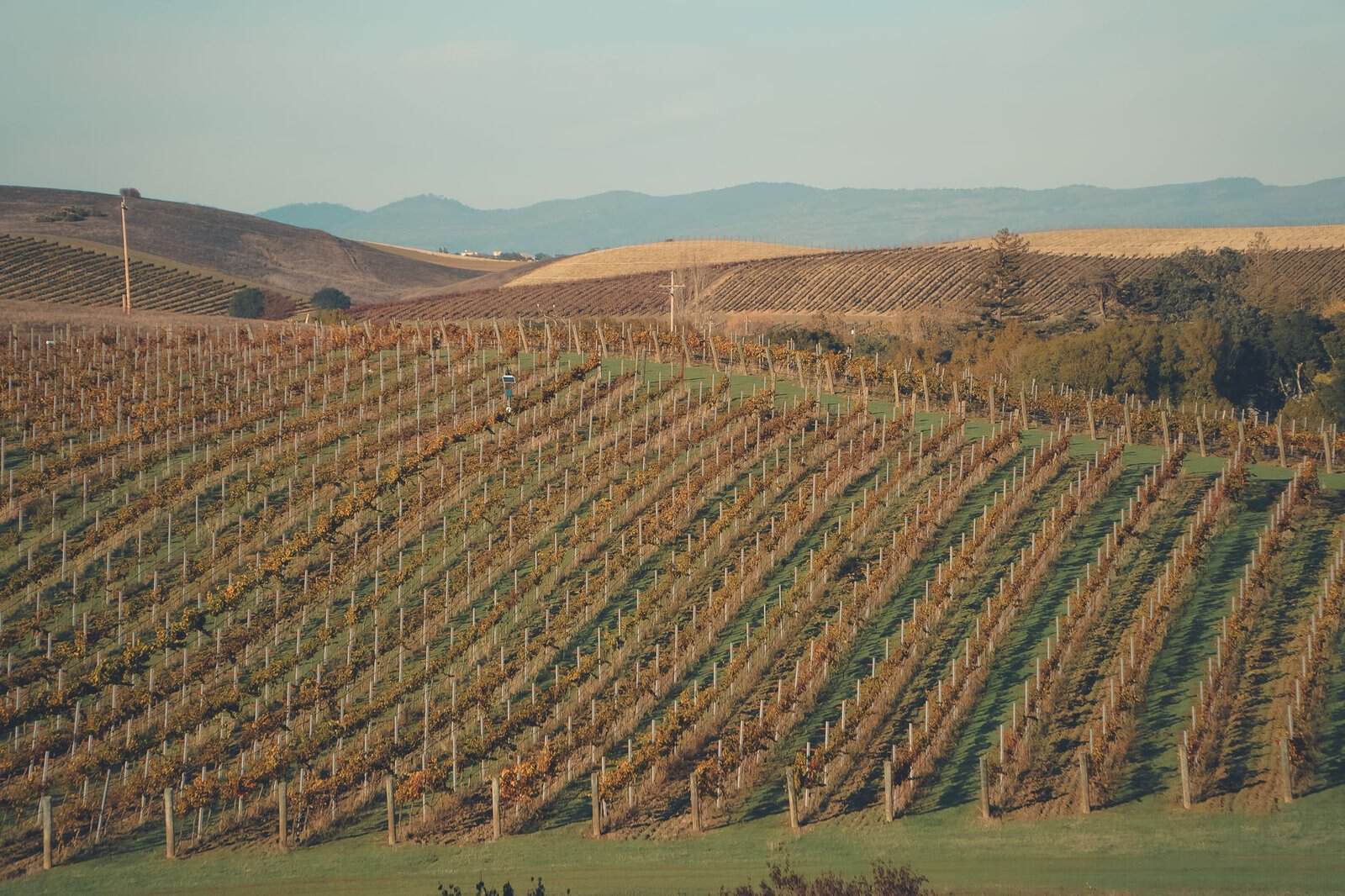 Explore the lush vineyards of Napa Valley, California, showcasing vibrant autumn colors under a bright sky.