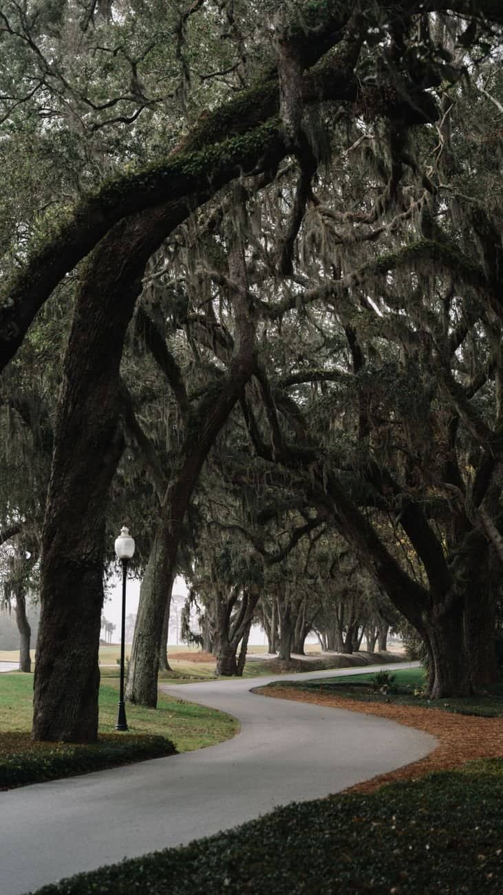 Curved path under majestic oak trees draped in Spanish moss, St. Simons Island, GA.