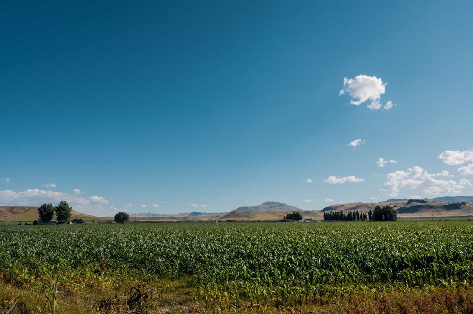 Picturesque scenery of green plantation with rare trees against hills in countryside at sunny day
