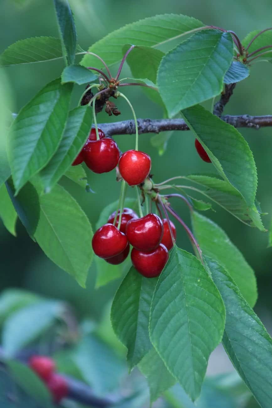 Close-up of ripe red cherries hanging on a tree branch with vibrant green leaves in a natural setting.