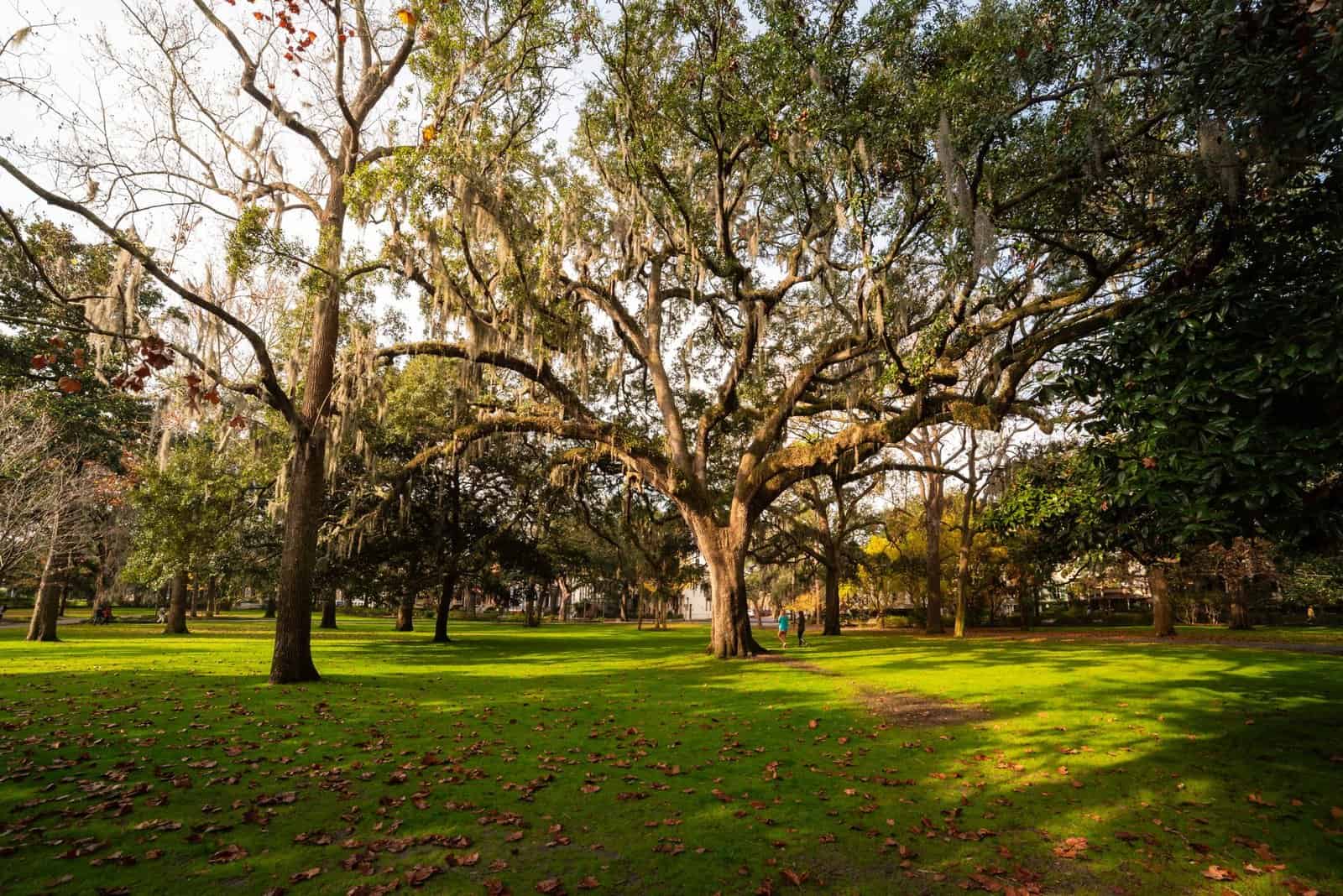 Beautiful oak trees in Forsyth Park, Savannah, Georgia under soft daylight.