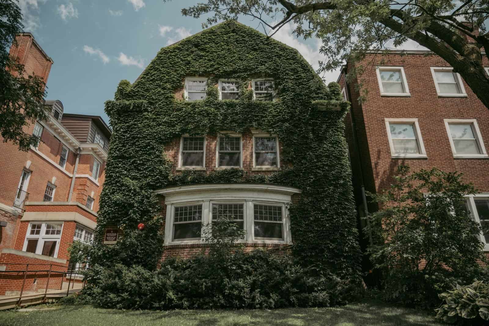 Picturesque ivy-covered house in Chicago's suburban neighborhood, surrounded by greenery.