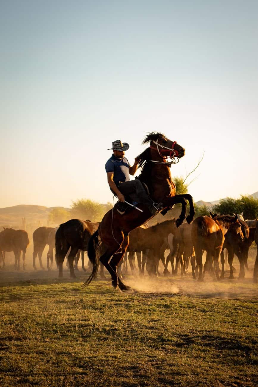 A cowboy skillfully rides a rearing horse on a sunny ranch, herding cattle under a clear sky.