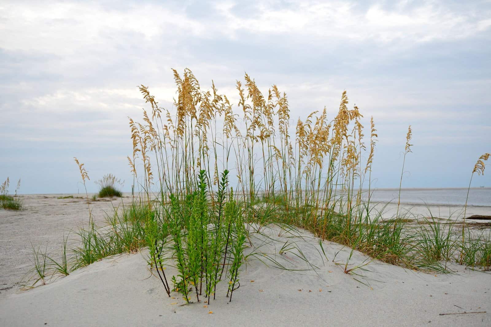 Serene beachscape on Tybee Island, Georgia