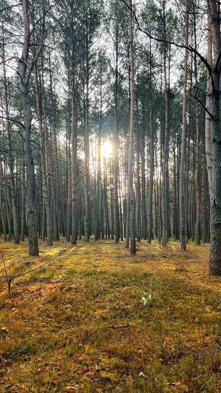 Serene forest captured with sunlight filtering through tall trees, creating a peaceful atmosphere.