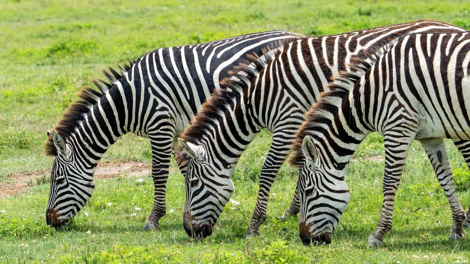 Three zebras grazing on lush green grass in the African savannah under daylight.