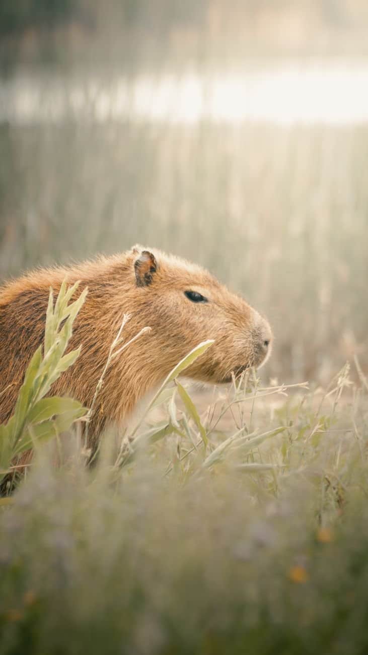 A capybara grazes peacefully in the soft light of Mar del Plata, Argentina.