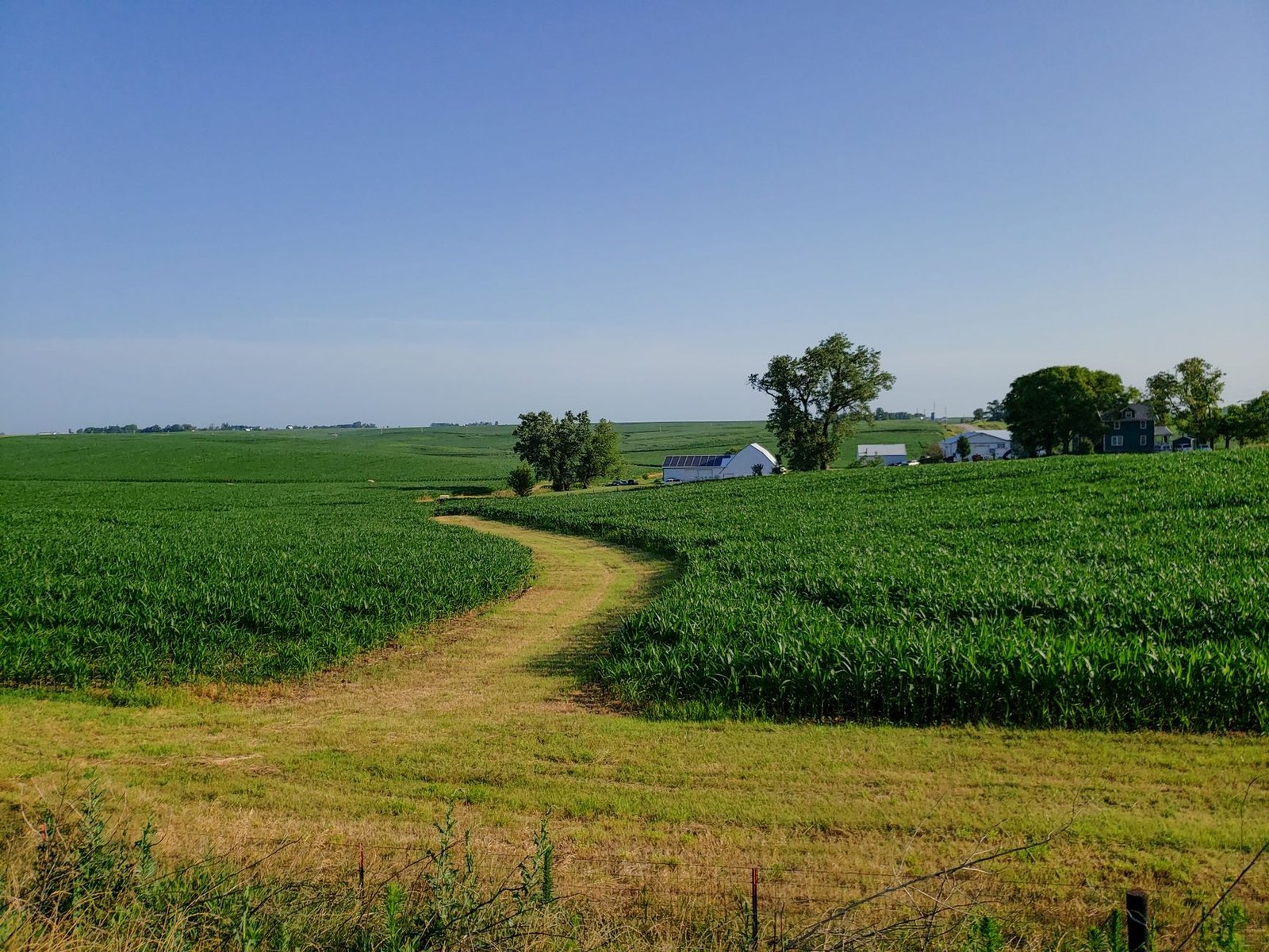 Lush green cornfields under a clear blue sky in rural Iowa countryside.