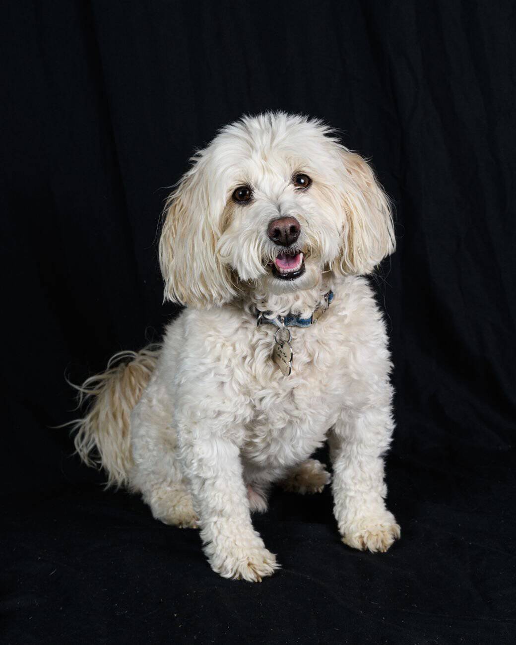 Adorable white fluffy dog sitting in a studio with a black backdrop, looking cheerful and friendly.