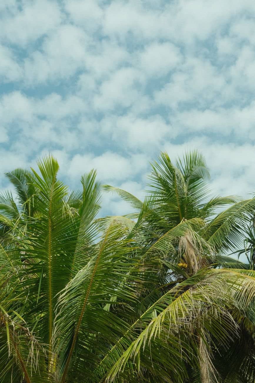 Lush green palm trees reaching up to a vibrant cloudy sky on a tropical summer day.