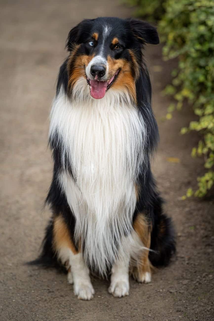 Charming Long-Haired Collie dog sitting happily on a dirt path outdoors.