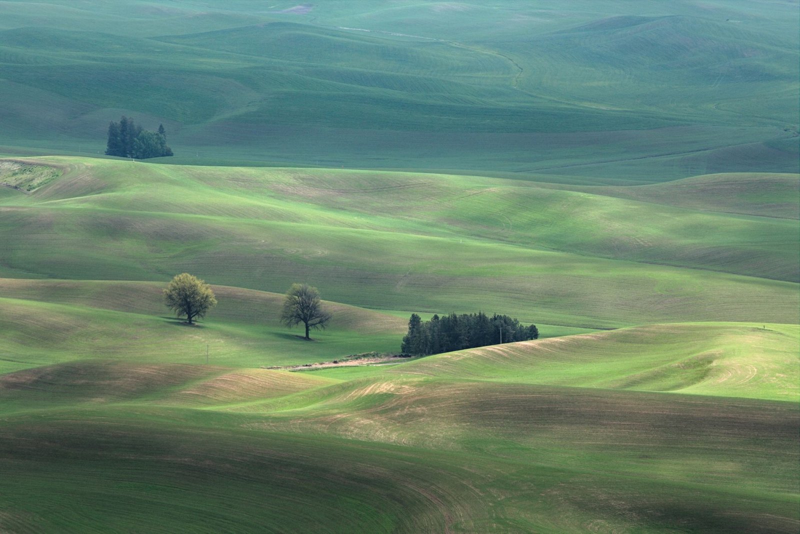 Expansive landscape of lush green rolling hills with scattered trees under daylight, depicting serene countryside beauty.